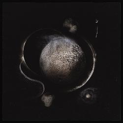 COLD BLACK SUNS LTD. EDIT. (DIGI)