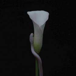 PARRHESIA (DIGI)