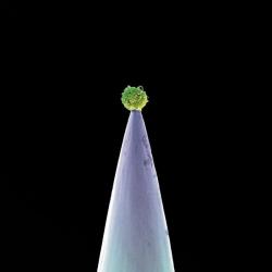 NEW BLOOD (CD)