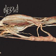 TRANSFER TRACHEA REVERBERATIONS (CD)