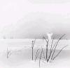 IN FROSTIGEN TALERN (CD)