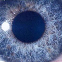 MOONTOWER VINYL RE-ISSUE (LP BLACK)