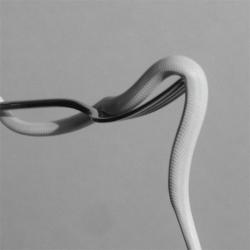 PARRHESIA OPAQUE PINK VINYL (LP)