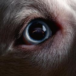 DARK SIDE OF THE MOON REDUX (DIGI+20P BOOKLET)