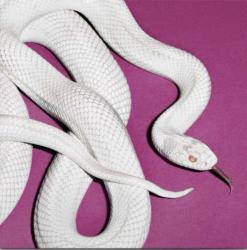 PRIVATE MUSIC ALTERNATE COVER	(DIGI)