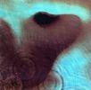 MEDDLE (CD)