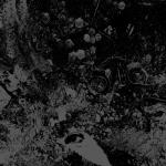 SPLIT (CD US-IMPORT)