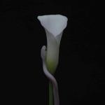 PARRHESIA (DIGI)