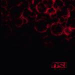 BLOOD REISSUE (2CD DIGI)