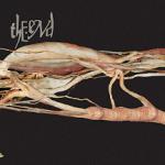 TRANSFER TRACHEA REVERBERATIONS (CD)