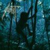 TRIBE RE-RELEASE (CD)