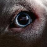 DARK SIDE OF THE MOON REDUX (DIGI+20P BOOKLET)