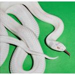 PRIVATE MUSIC (DIGI)