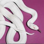 PRIVATE MUSIC ALTERNATE COVER	(DIGI)