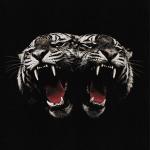 DEAD COMPANY (DIGI)