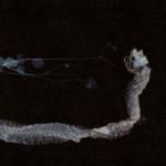 MAAAET REISSUE (DIGI)