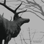 THE MANTLE (CD)