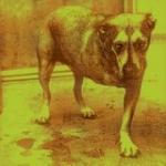 ALICE IN CHAINS (CD)